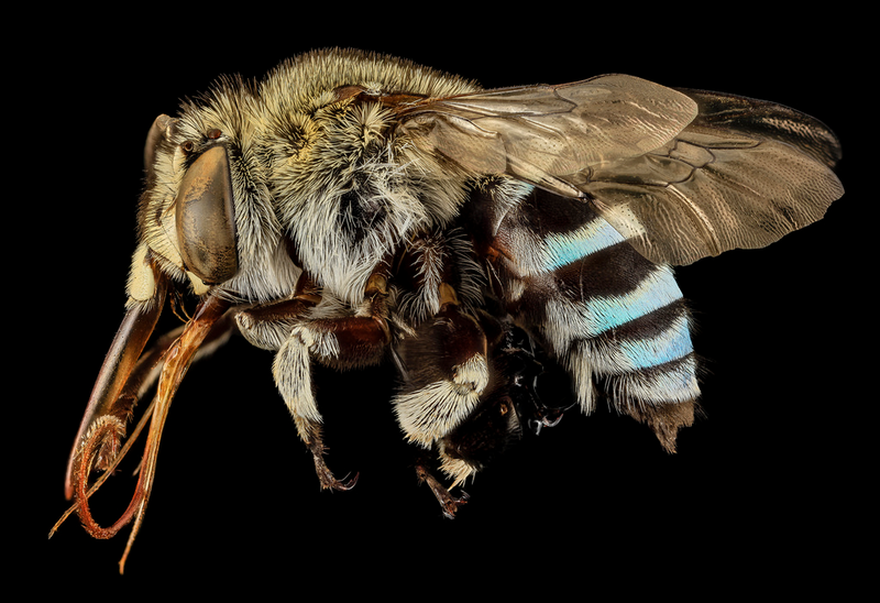 Illustration for article titled Close-Up Bee Portraits Are A Glimpse Into A Gorgeously Weird World